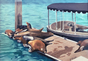 sealions